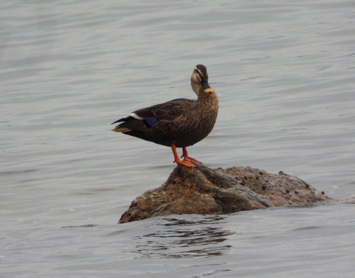 Ahate mokopikart txinatarra - ML644985356