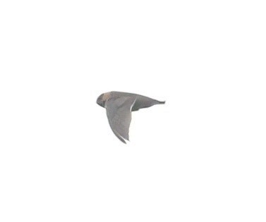 Chestnut-collared Swift - ML644985357
