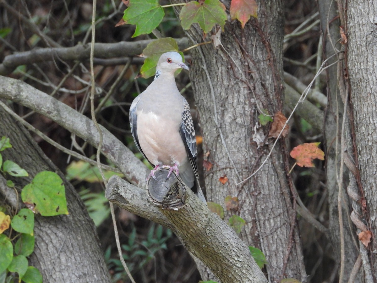 Usapal ekialdetarra - ML644985358