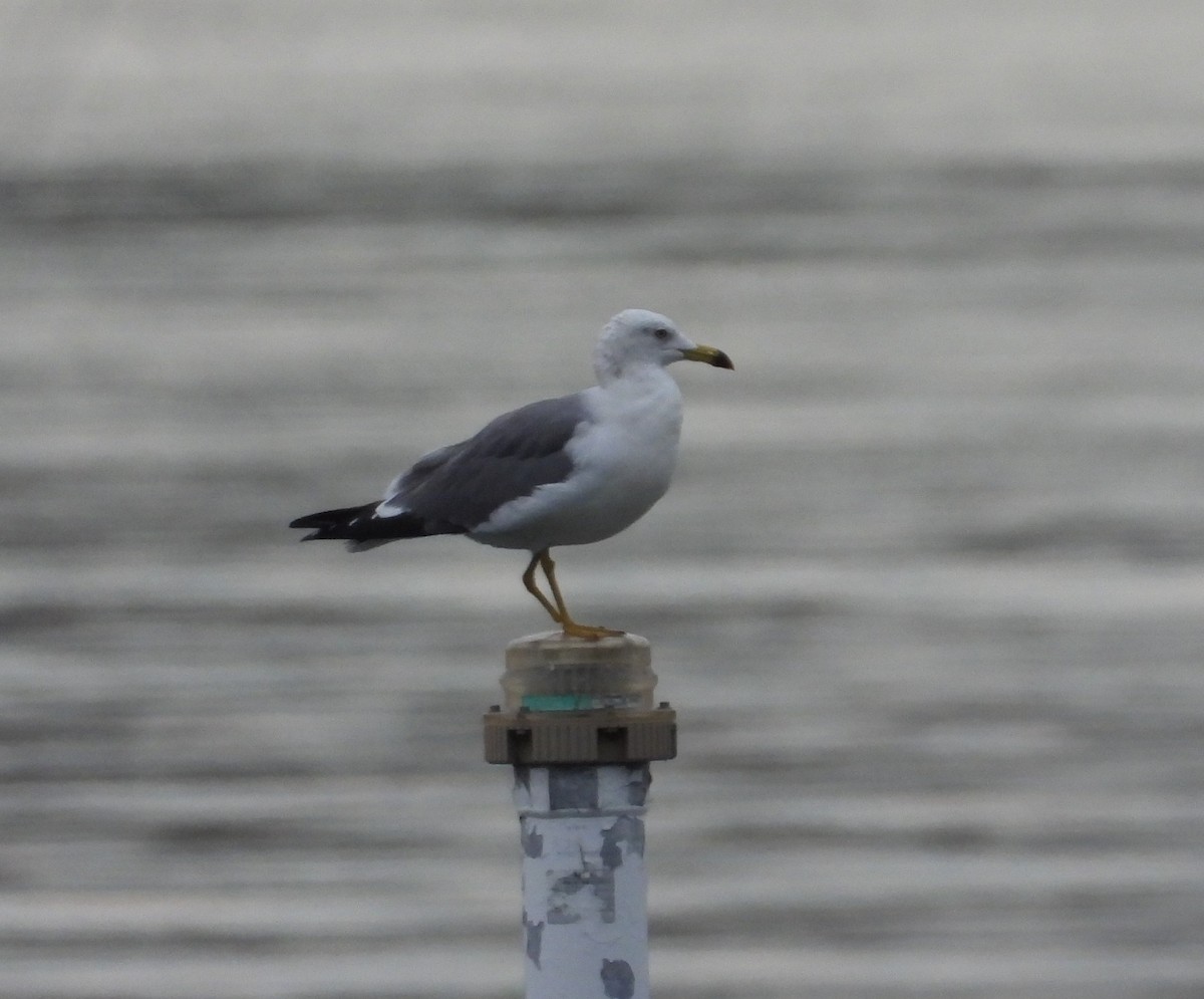 Black-tailed Gull - ML644985359