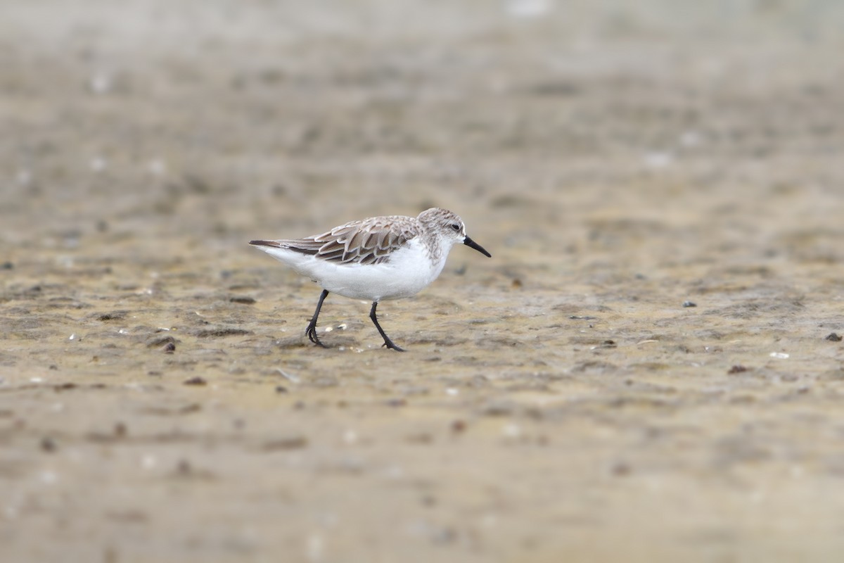 Red-necked Stint - ML644985360