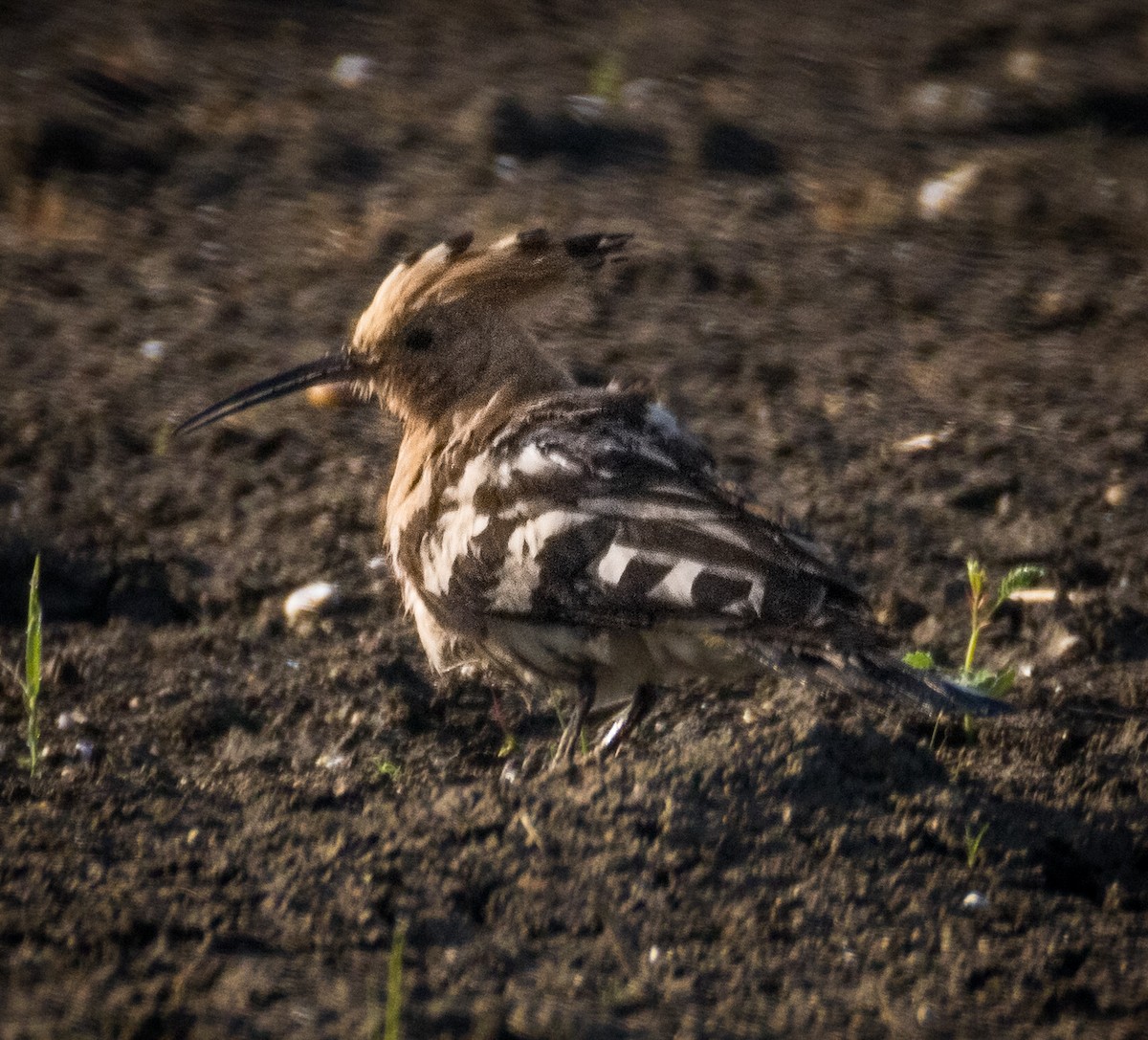 Common Hoopoe - ML644985362