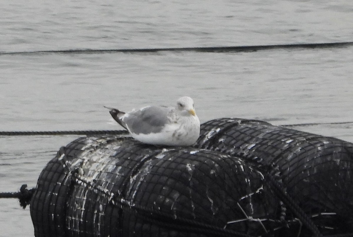 Vega Gull - ML644985363