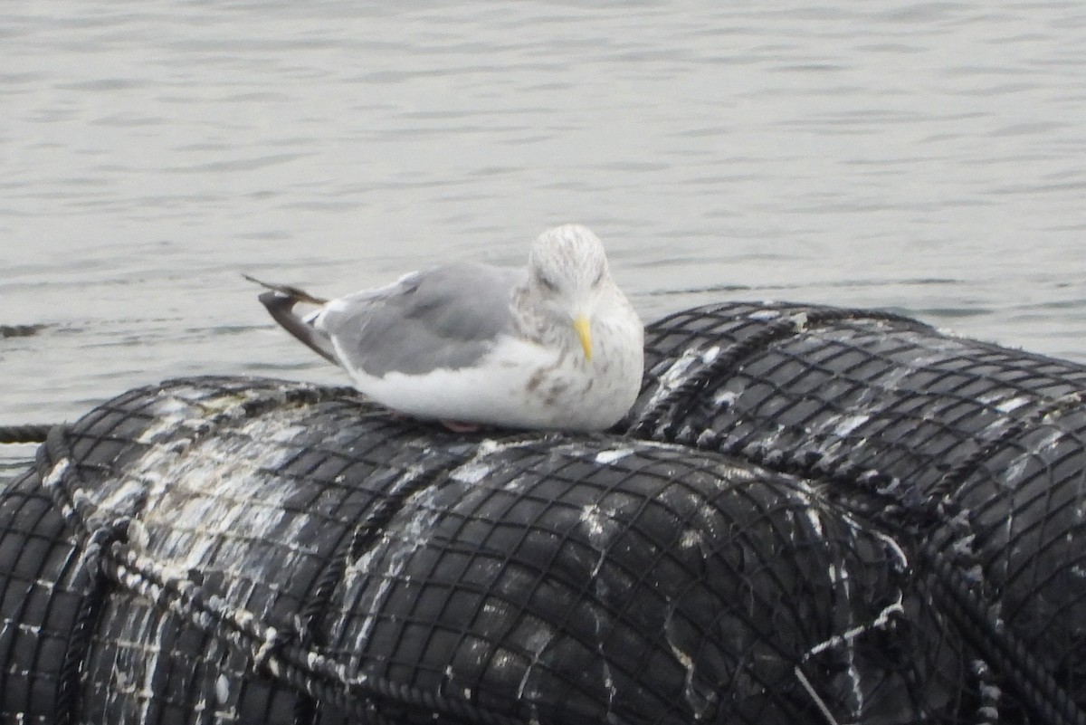 Vega Gull - ML644985364