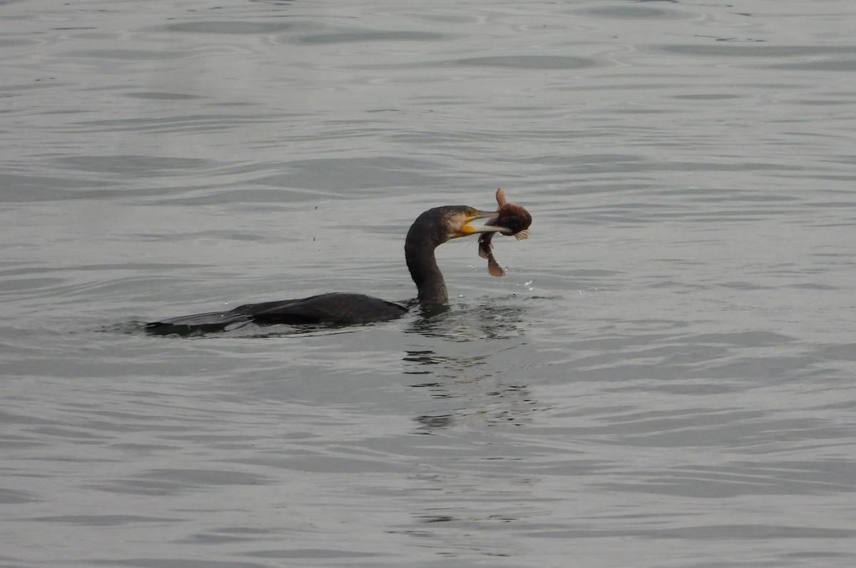 Great Cormorant - ML644985366