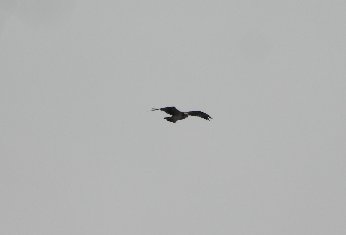 Osprey - ML644985367