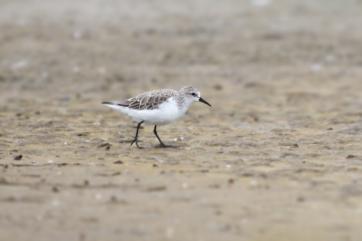 Red-necked Stint - ML644985368