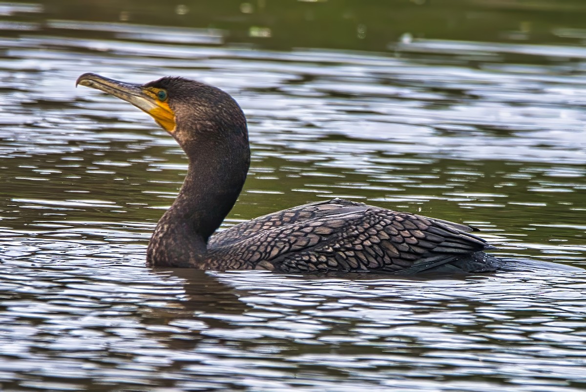 Great Cormorant (Australasian) - ML644985369