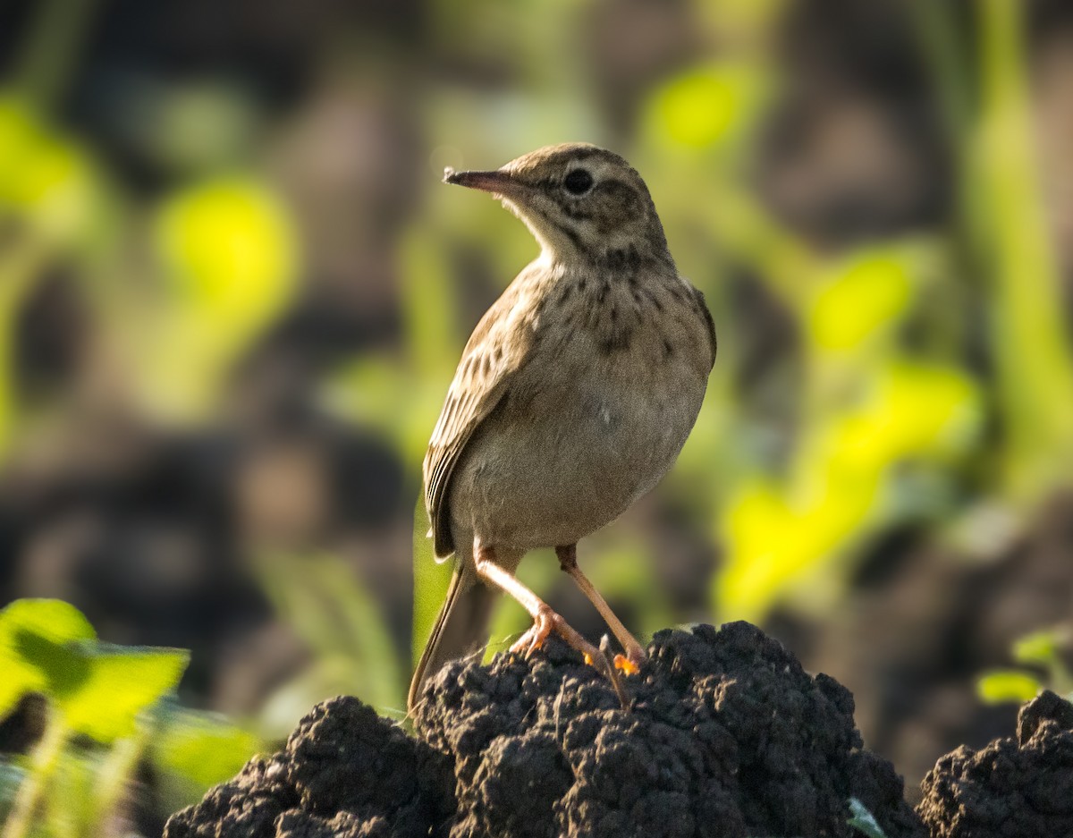 Paddyfield Pipit - ML644985370