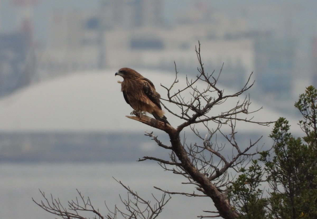 Black Kite - ML644985371