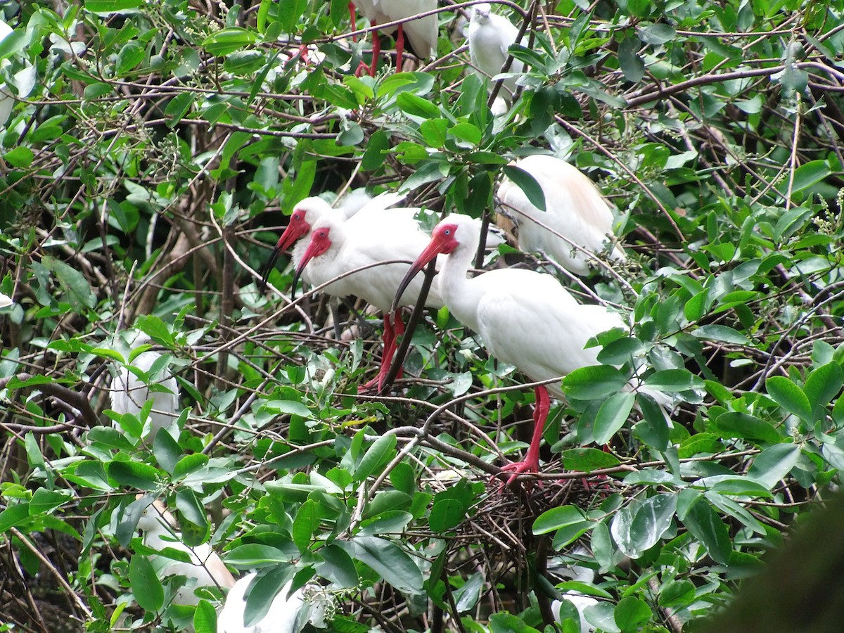 White Ibis - ML644985372