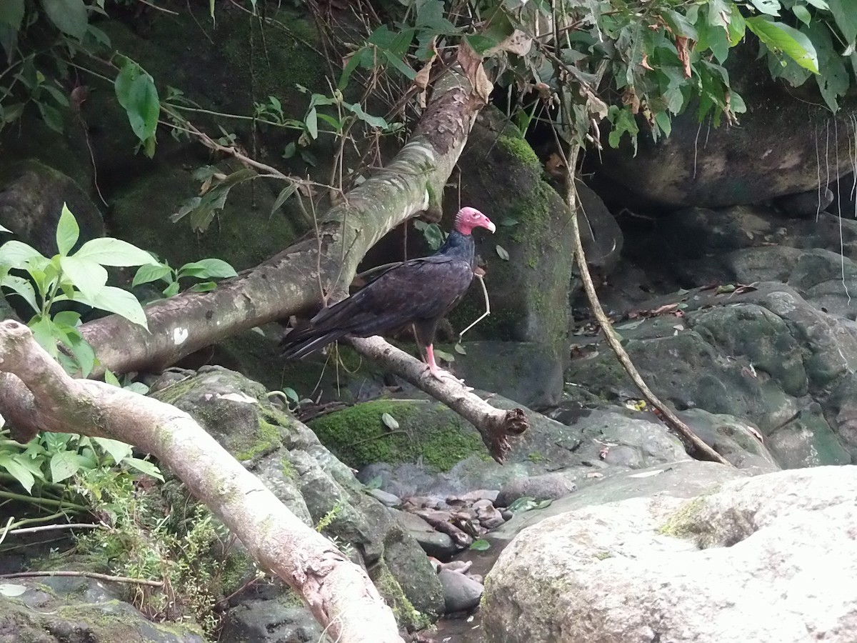 Turkey Vulture - ML644985373