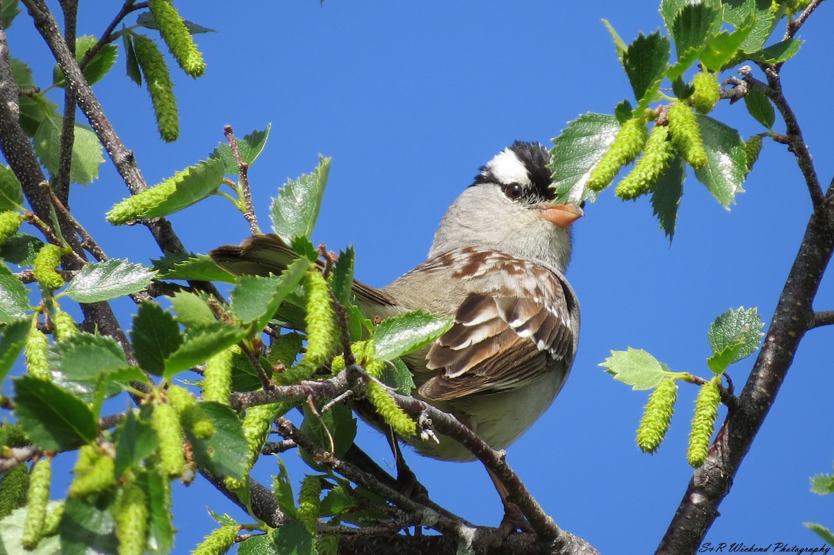White-crowned Sparrow - ML644985375