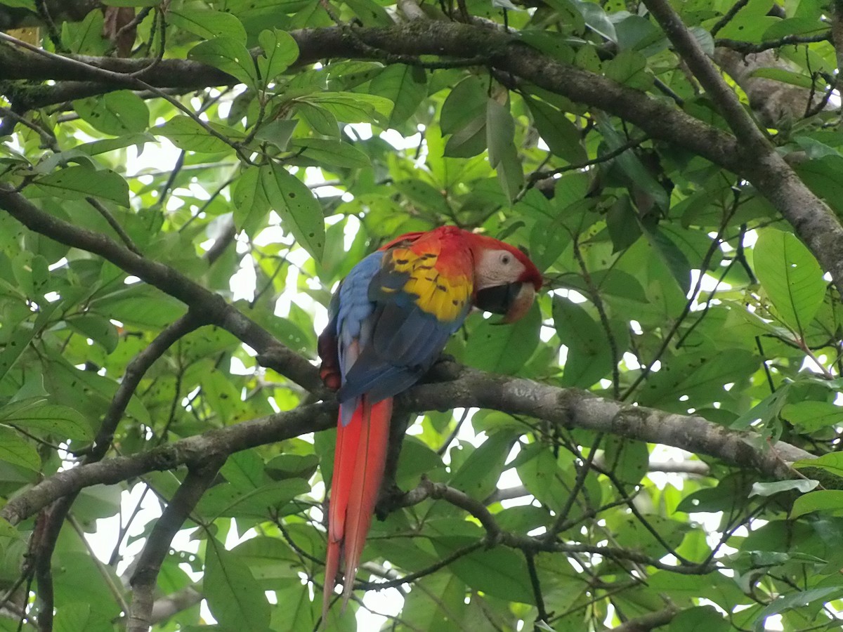 Scarlet Macaw - ML644985376