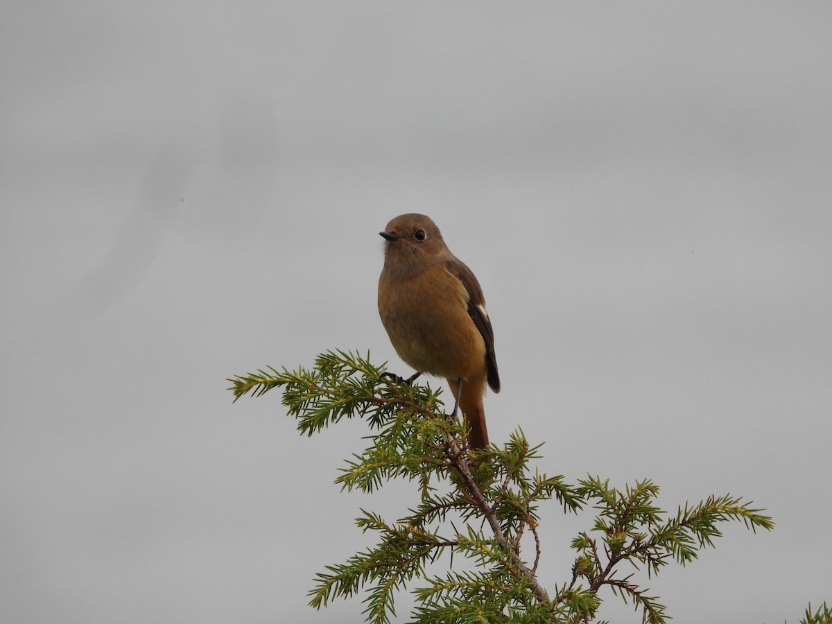 Daurian Redstart - ML644985379