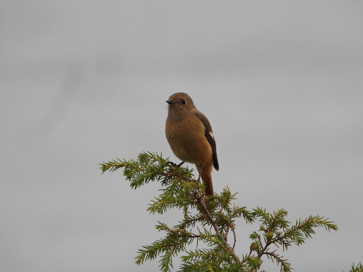 Daurian Redstart - ML644985380