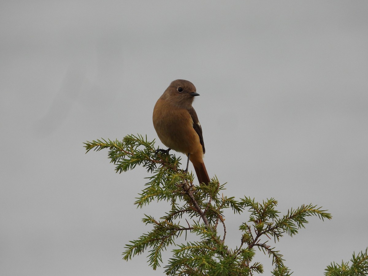 Daurian Redstart - ML644985381