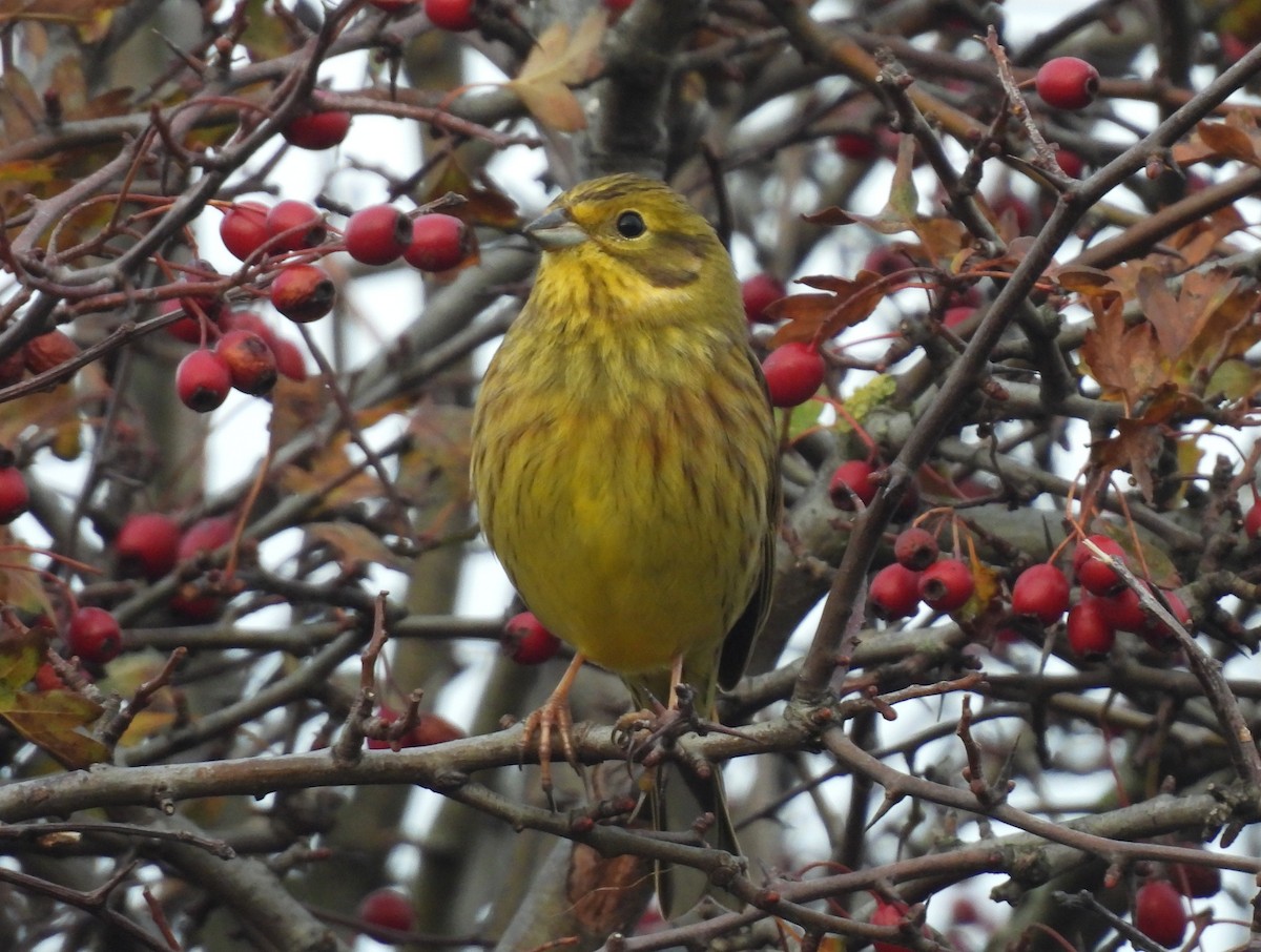 Yellowhammer - ML644985383