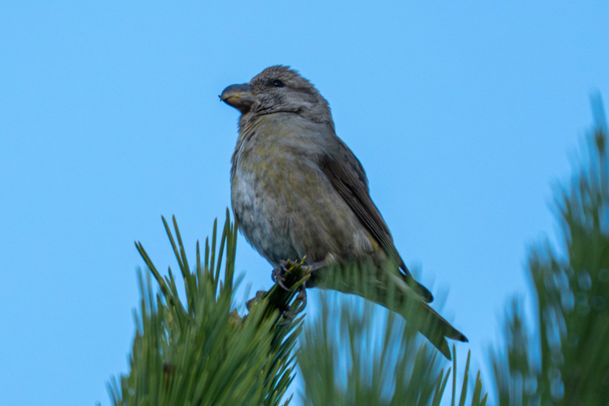 Red Crossbill - ML644985384