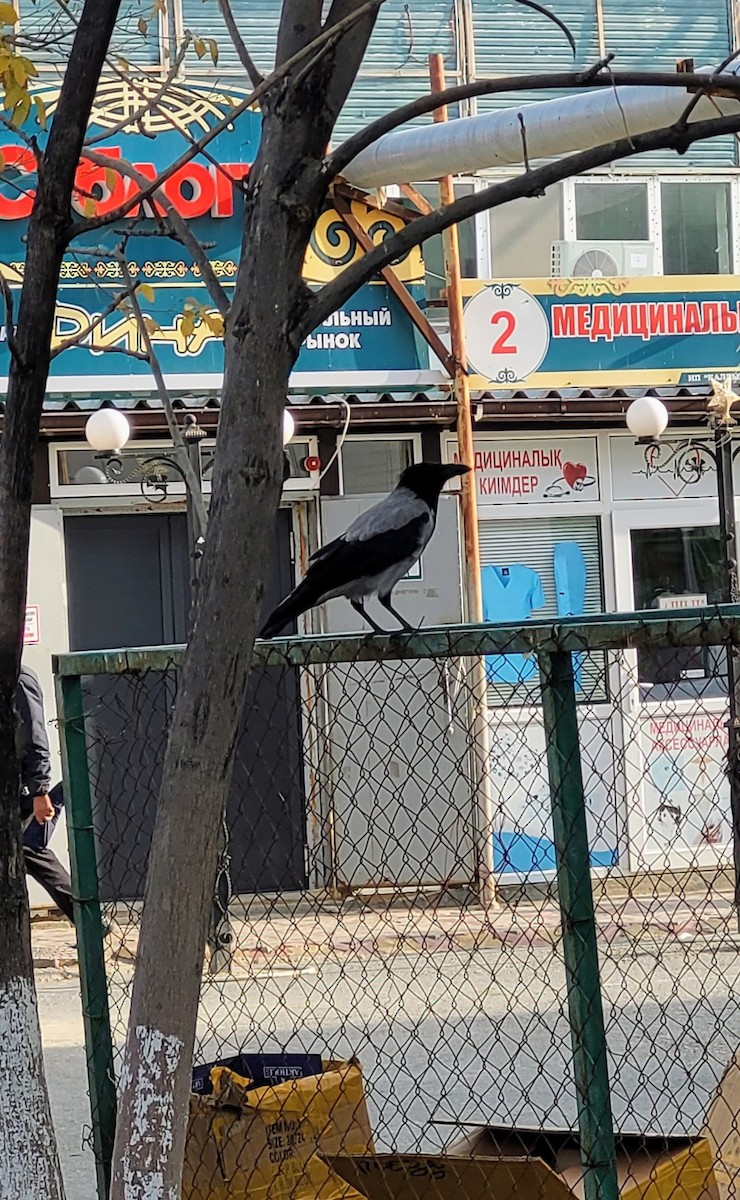 Hooded Crow - ML644985387