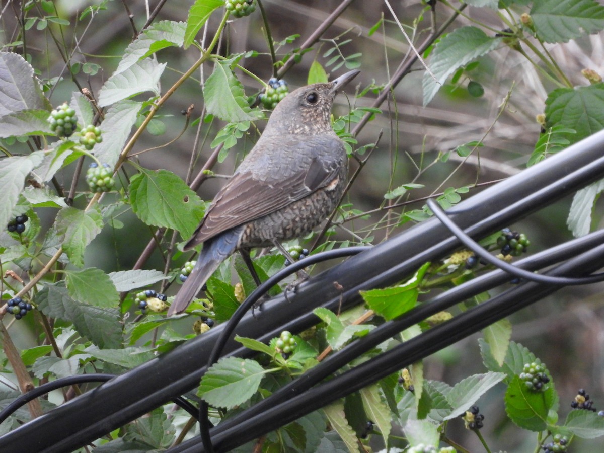 Blue Rock-Thrush - ML644985388