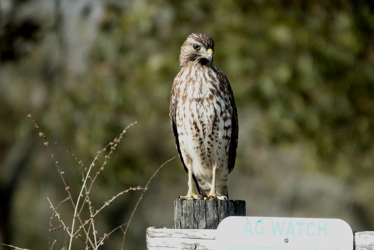 Red-shouldered Hawk - ML644985393