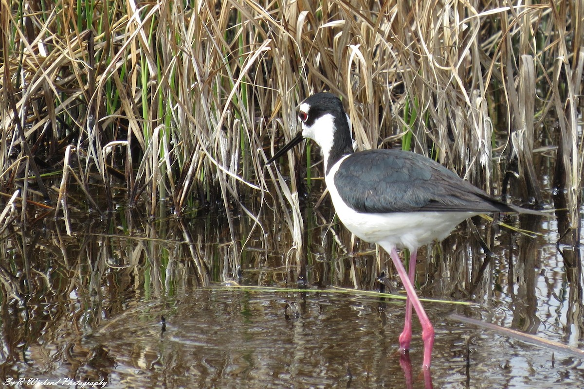 Black-necked Stilt - ML644985398