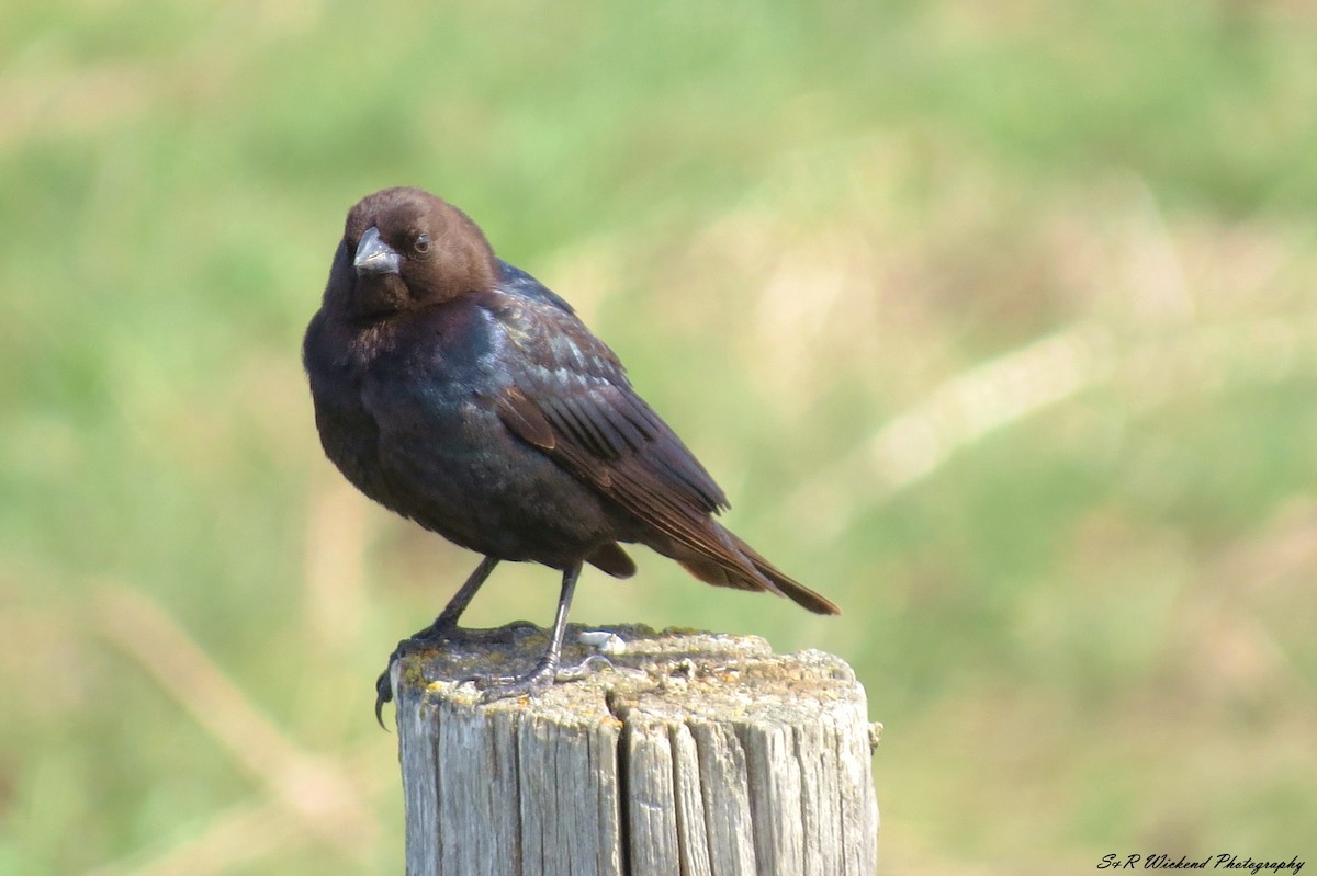 brunhodetrupial - ML644985410