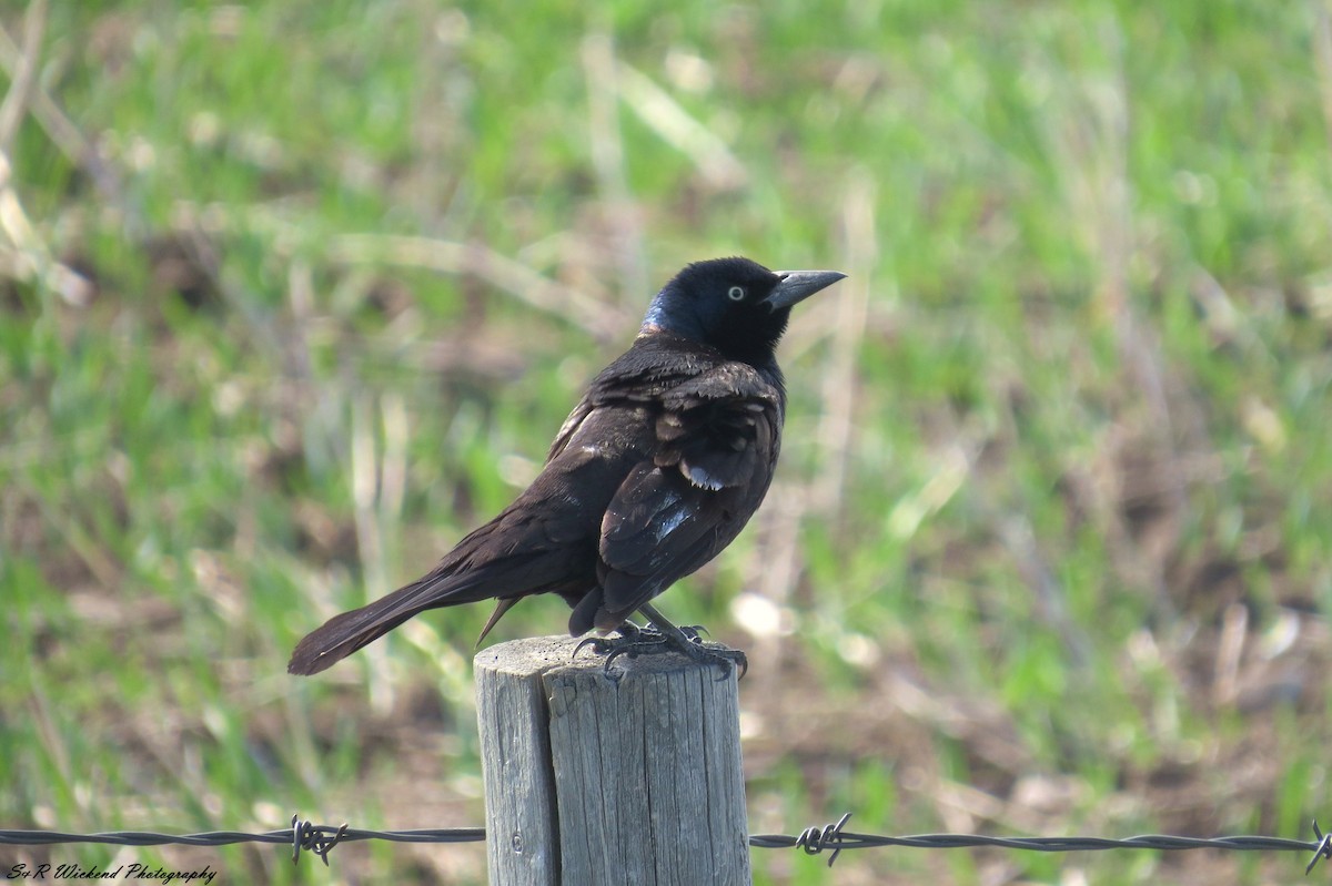 Purpurgrackel - ML644985411