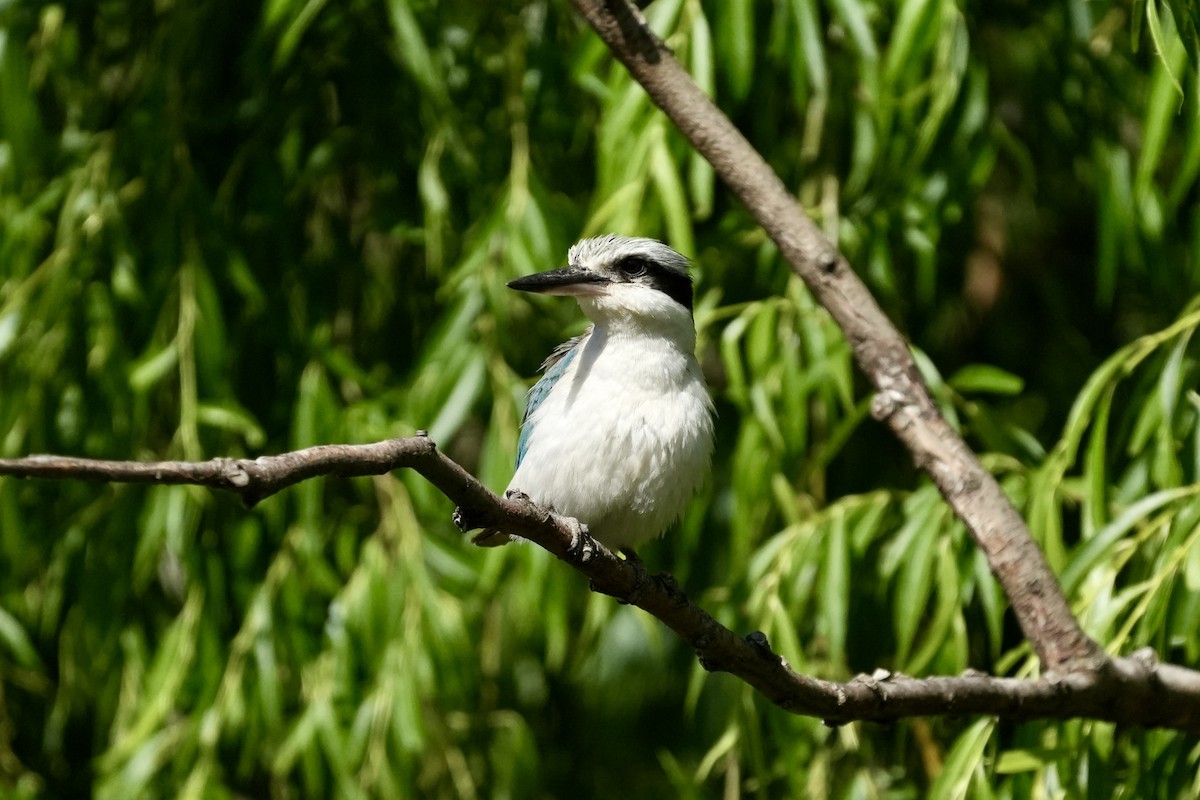 Red-backed Kingfisher - ML644985440