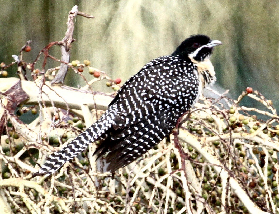 Pacific Koel - ML644985444