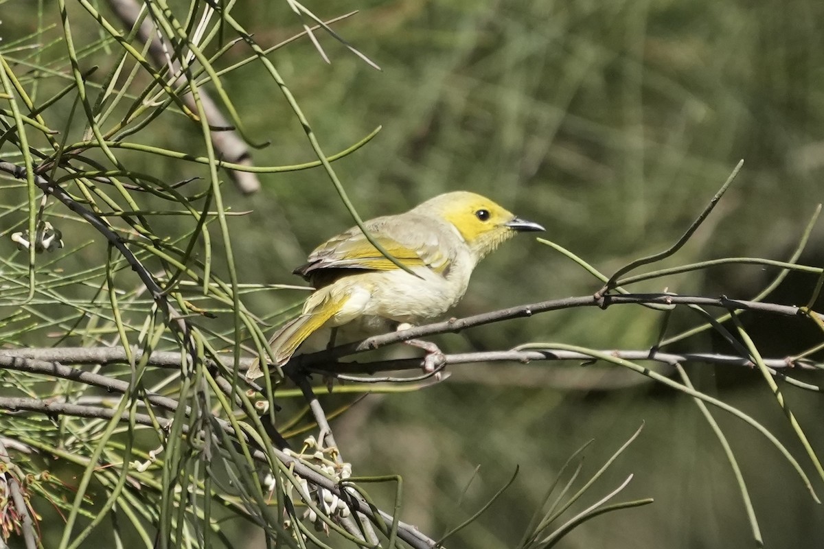 White-plumed Honeyeater - ML644985445