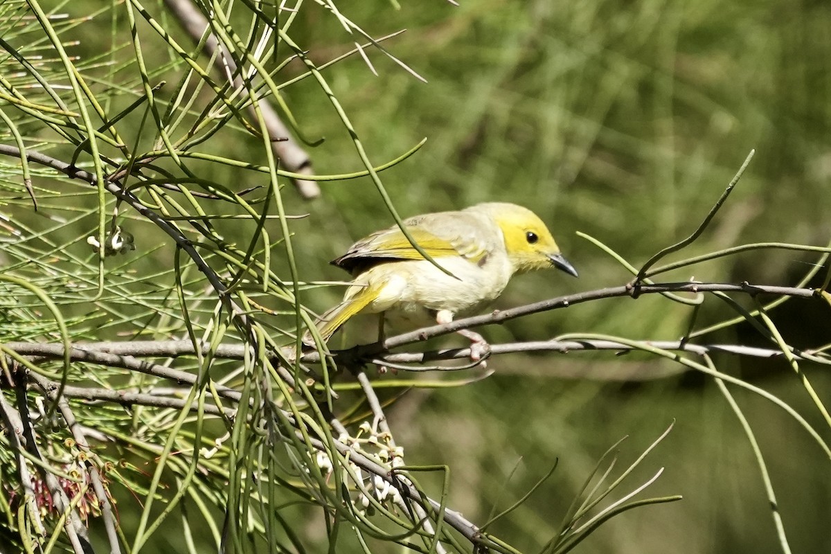 White-plumed Honeyeater - ML644985446
