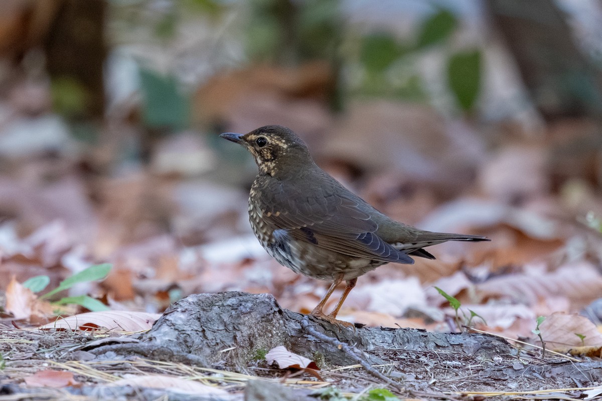 Siberian Thrush - ML644985460
