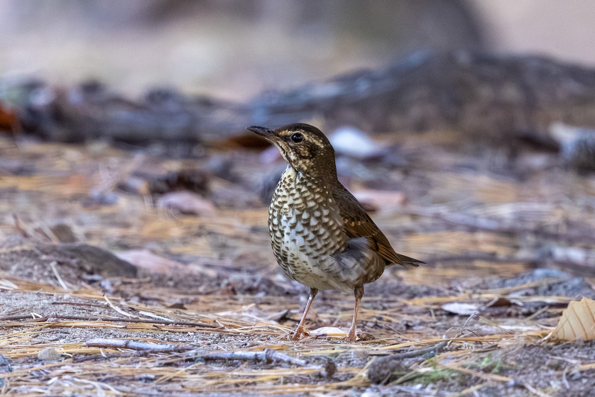 Siberian Thrush - ML644985467