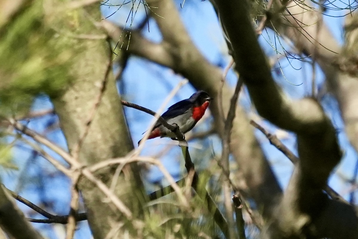 Picaflores Golondrina - ML644985482