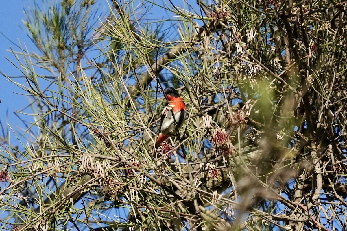 Picaflores Golondrina - ML644985483