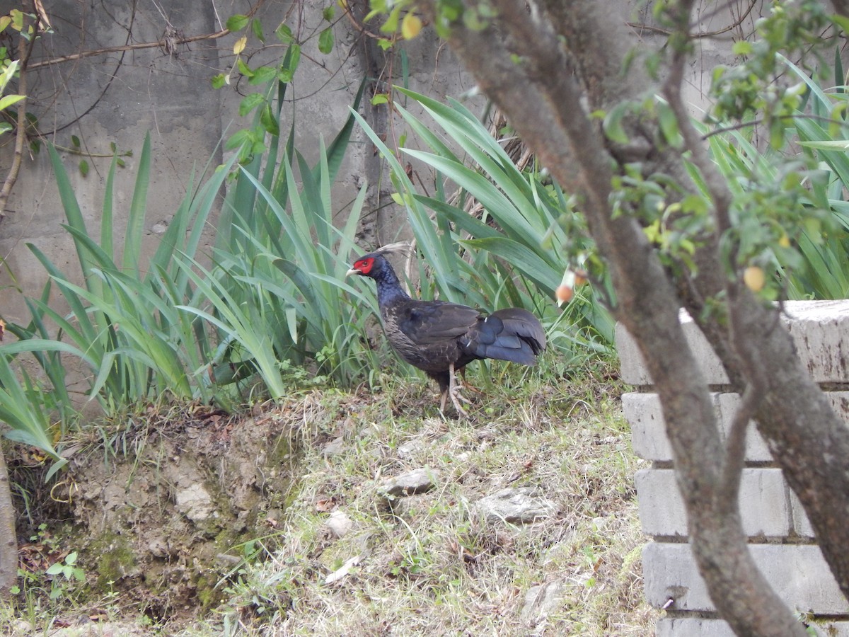 Kalij Sülünü - ML644985515