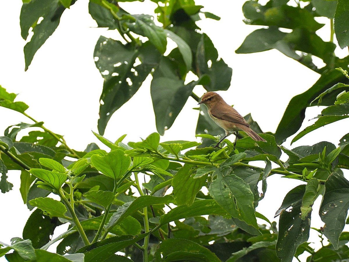 Çıvgın - ML644985516