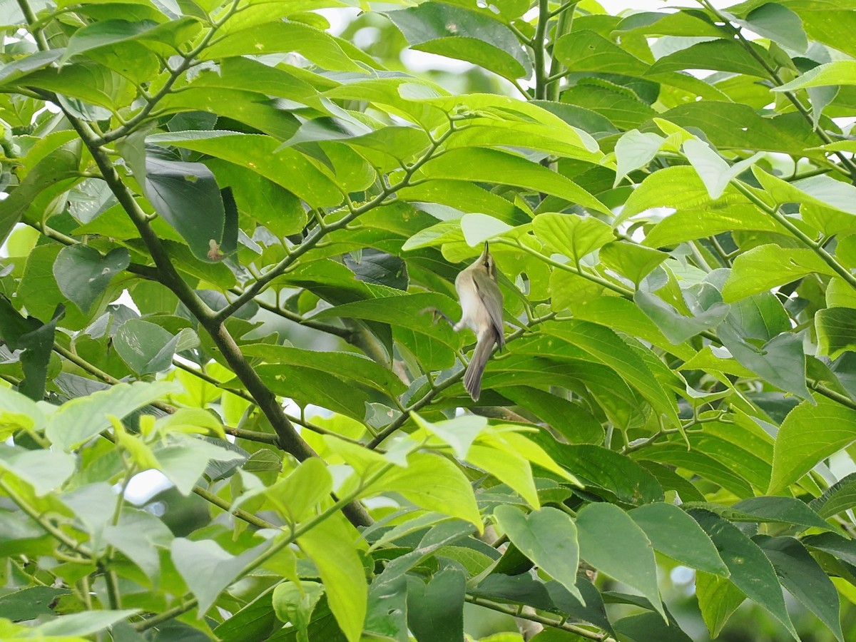 Çıvgın - ML644985517