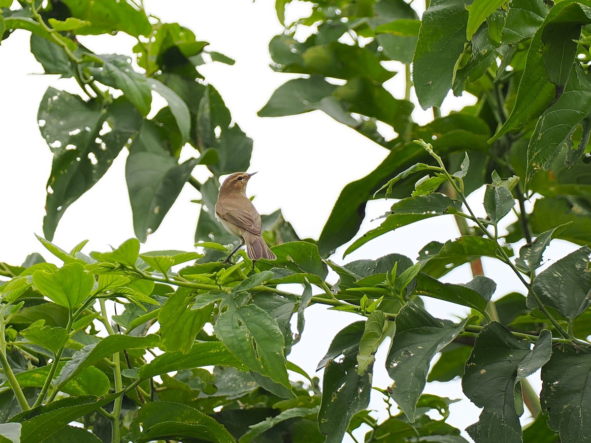 Çıvgın - ML644985518