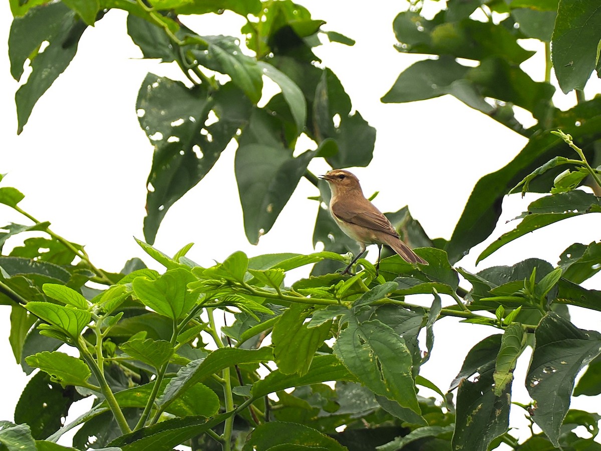 Çıvgın - ML644985519