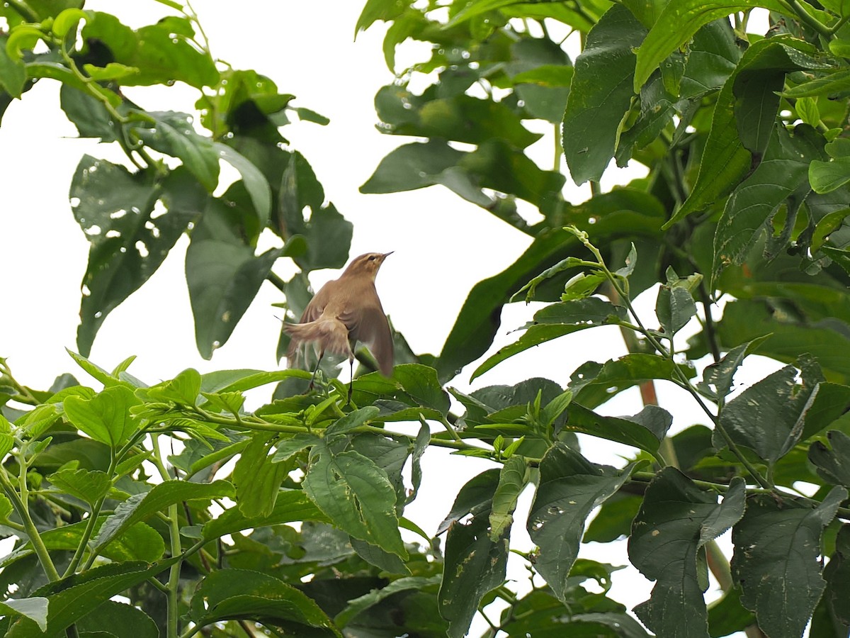 Çıvgın - ML644985520