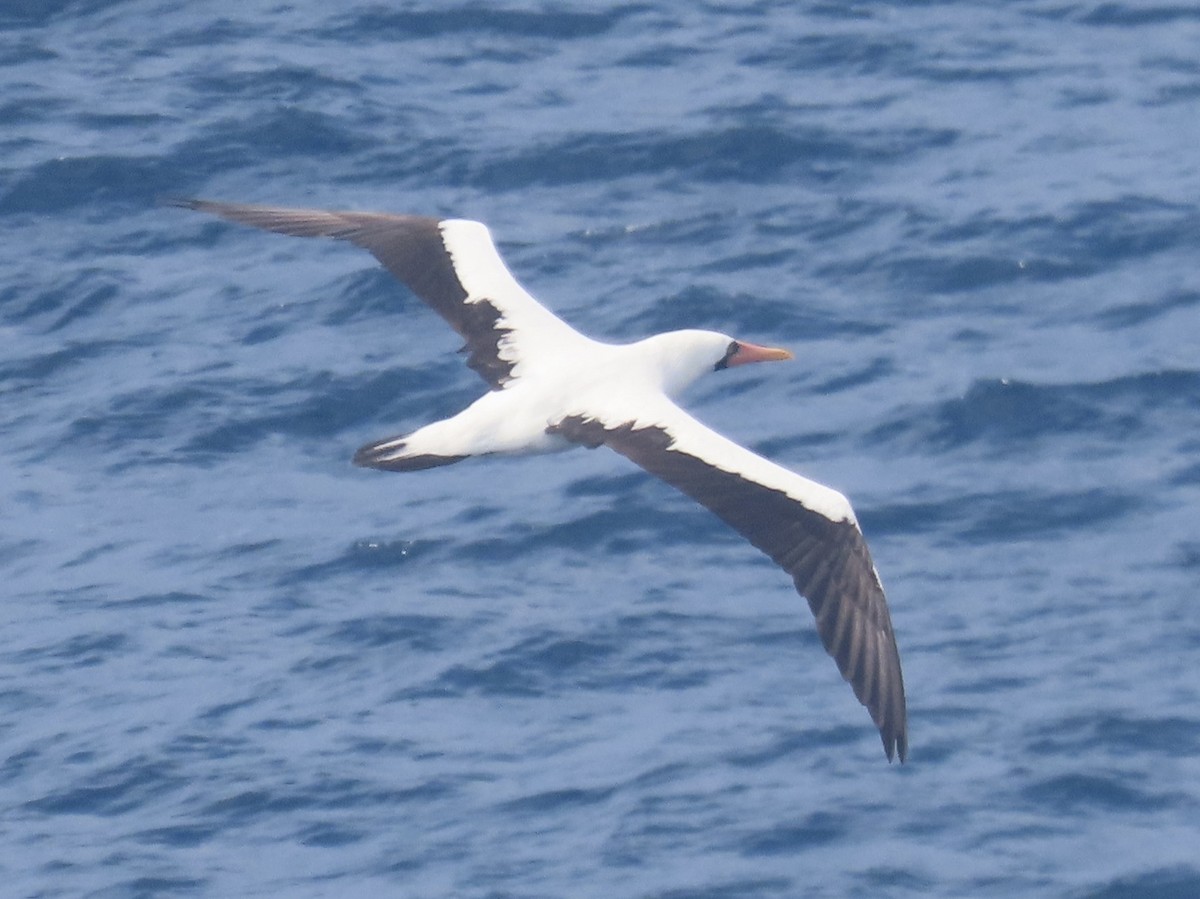 Nazka Sümsüğü - ML644985521