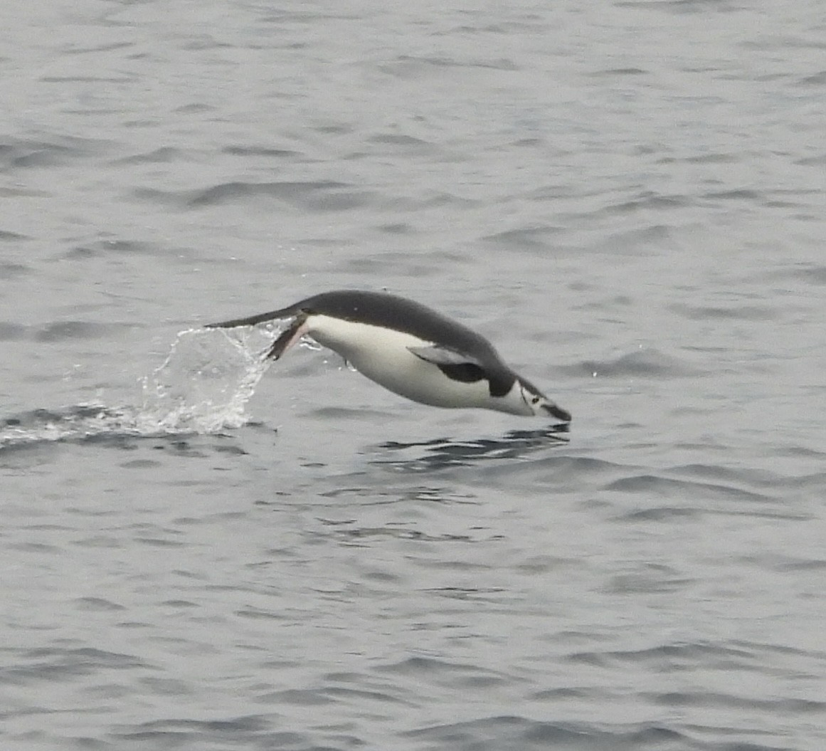 Çember Sakallı Penguen - ML644985522