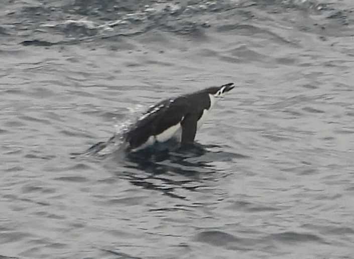 Çember Sakallı Penguen - ML644985523