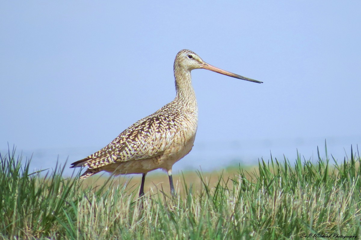 Ebruli Çamurçulluğu - ML644985525