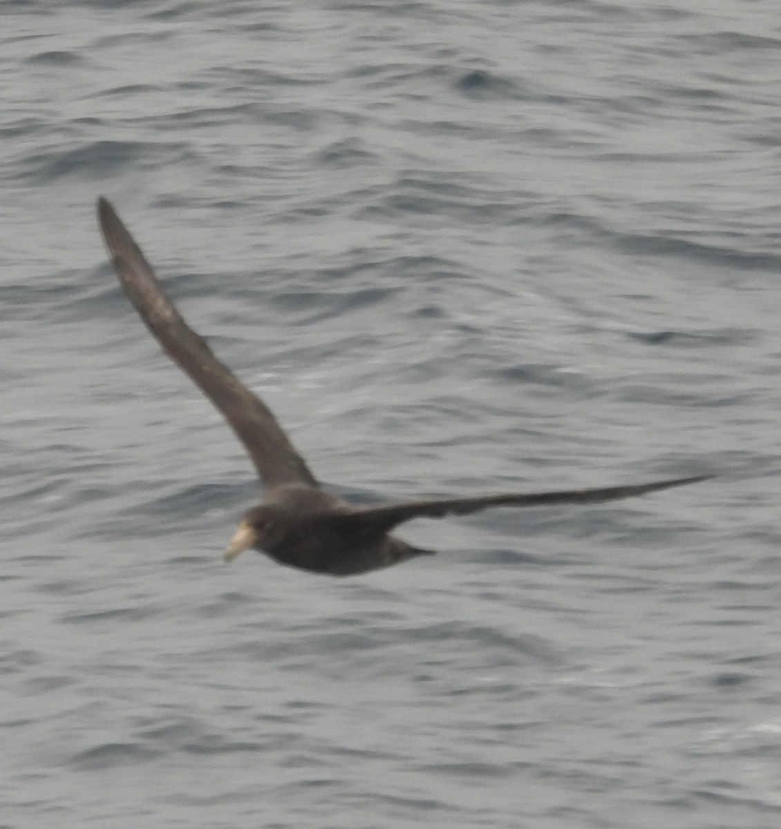 Antarktik Dev Fırtınakuşu - ML644985526