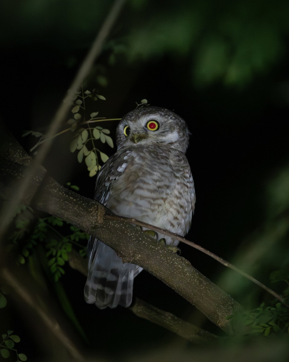 Hint Kukumavı - ML644985529