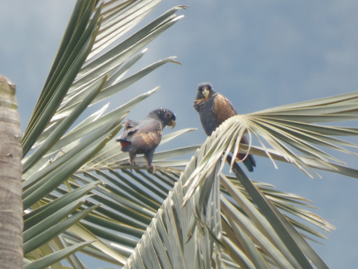 Bakır Kanatlı Papağan - ML644985530